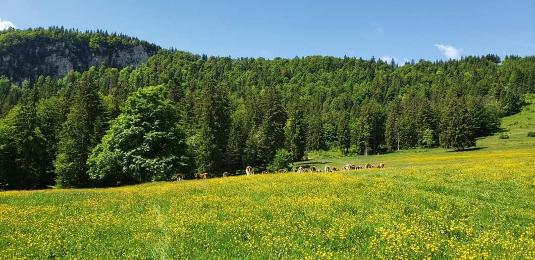 VIP Place Family Alti1000 Télésiège Métabief Avec jardin privé à 50 M des pistes Esterno foto